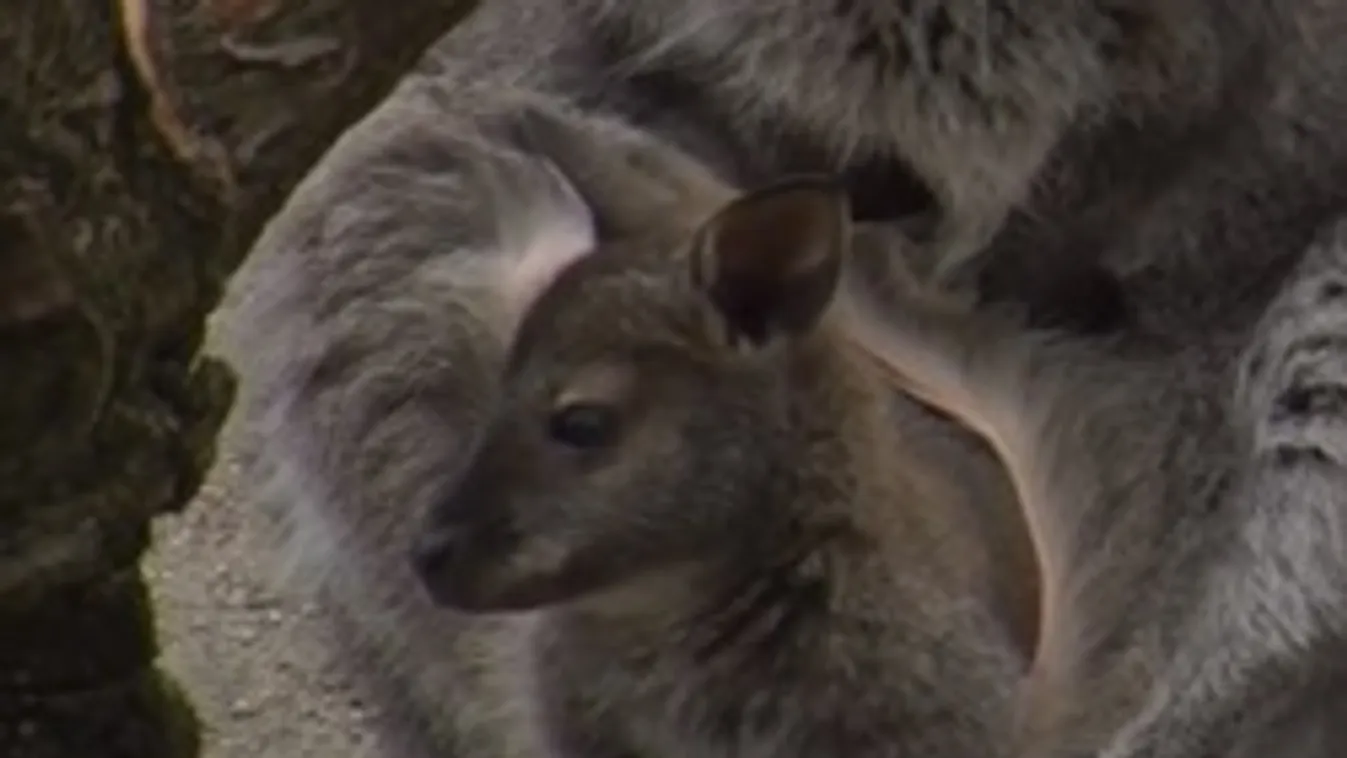 Ûbercuki! Zsebibabák az állatkertben