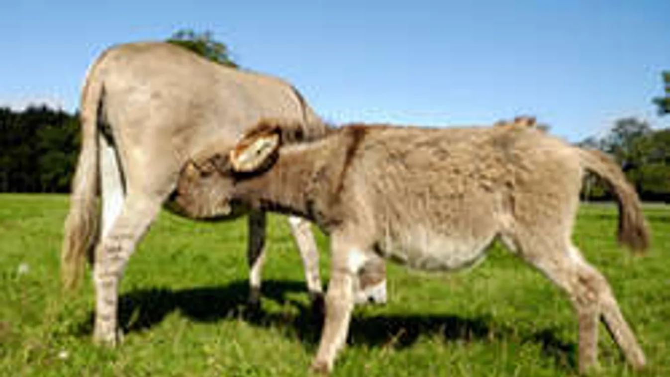 Itt a 300 ezer forintos csodasajt!