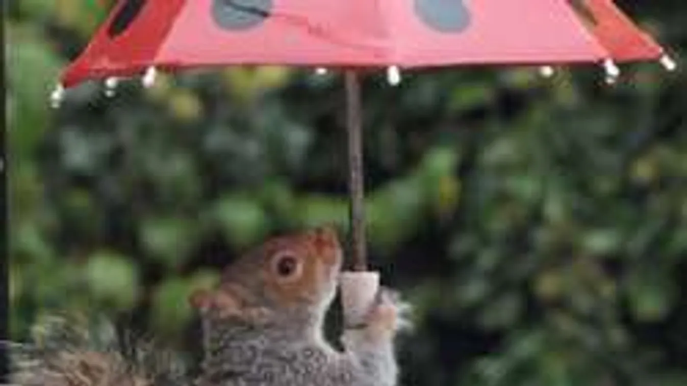 Van értelme a viharoknak: az esernyőt tartó cuki állatok!