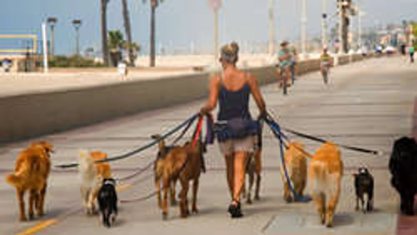 A kutyasétáltatás jobban fizet, mint a tanárkodás