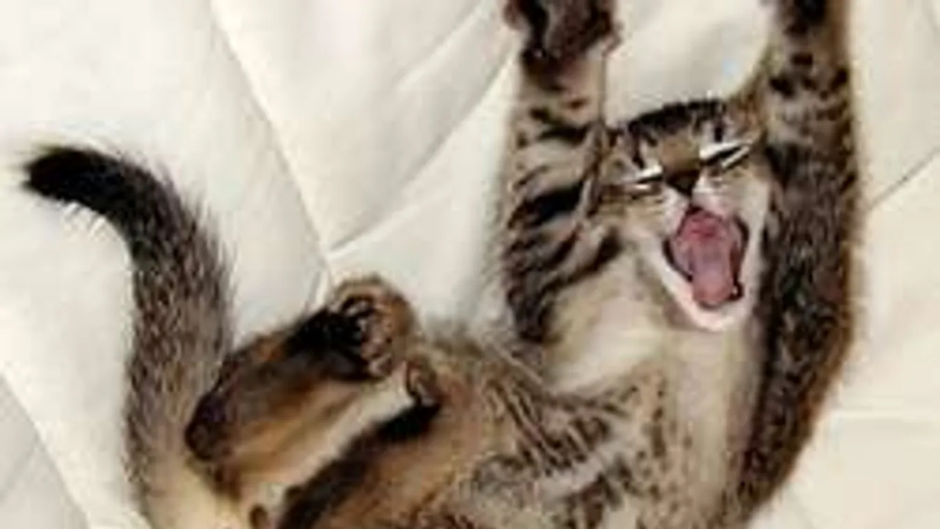 Azt hiszed, nehezen ébredtél? Hidd el, ők is!