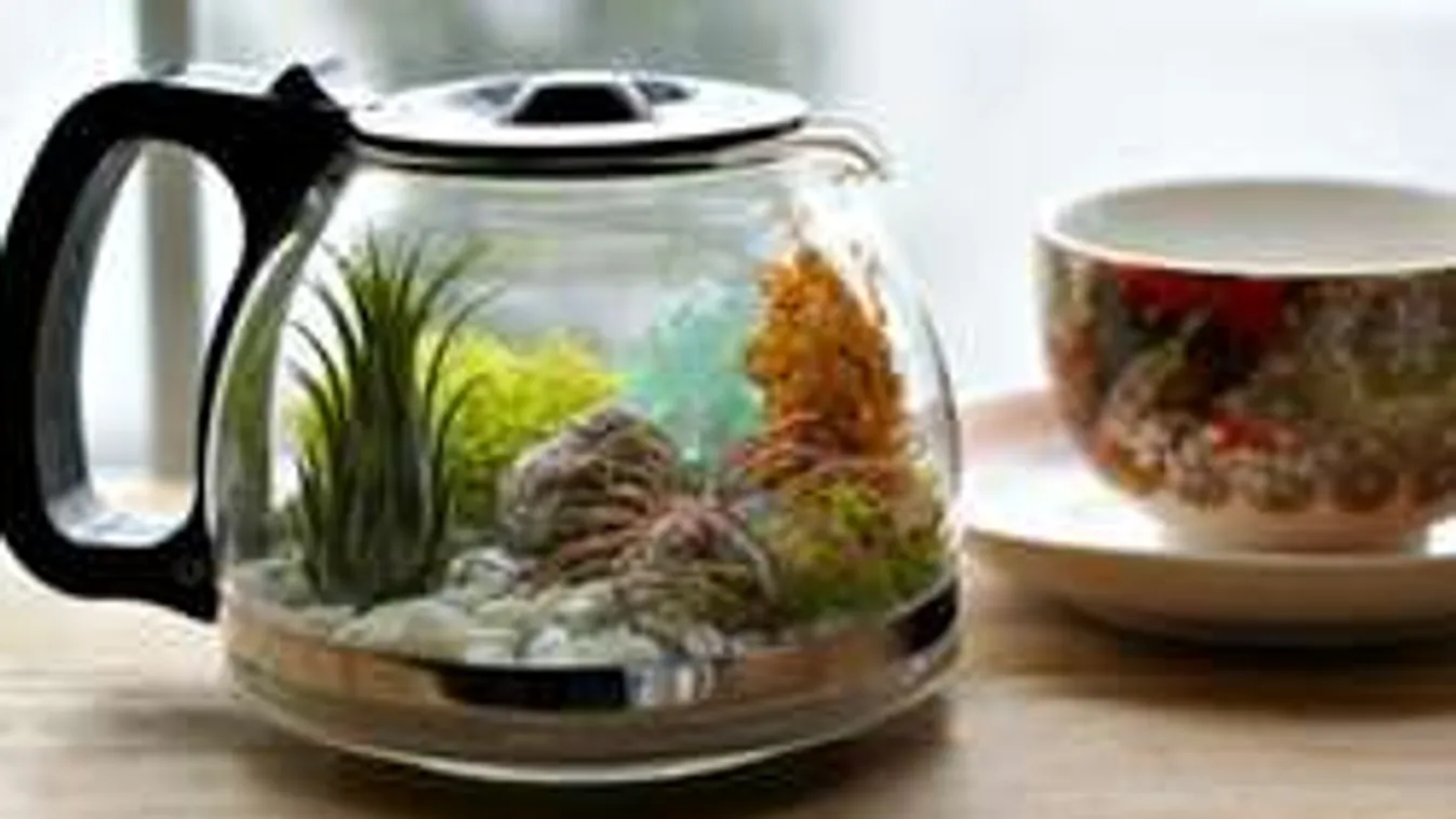 Új őrület, kiskert a teáskannában!