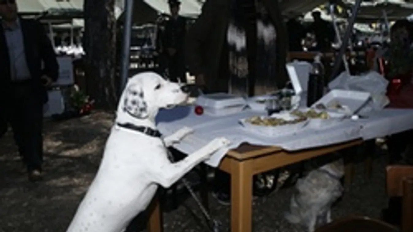 Kutyabaj - Ezért szúrja magát a blöki