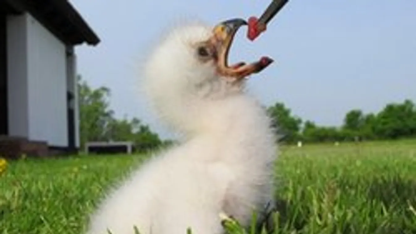 Pótszülőket kapott az árván maradt sasfióka