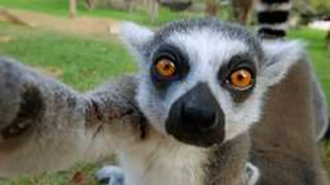 Állati szelfik! Ennél cukibbat nem látsz ma!