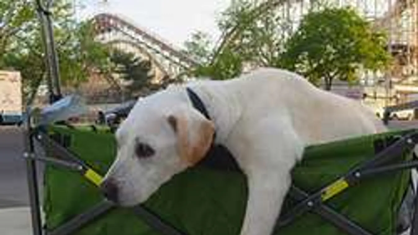 Ennél szívbemarkolóbb hír ma már nem lesz!