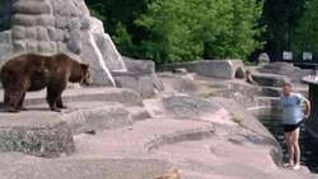 Döbbenetes: Pofán verte az állatkerti  medvét!