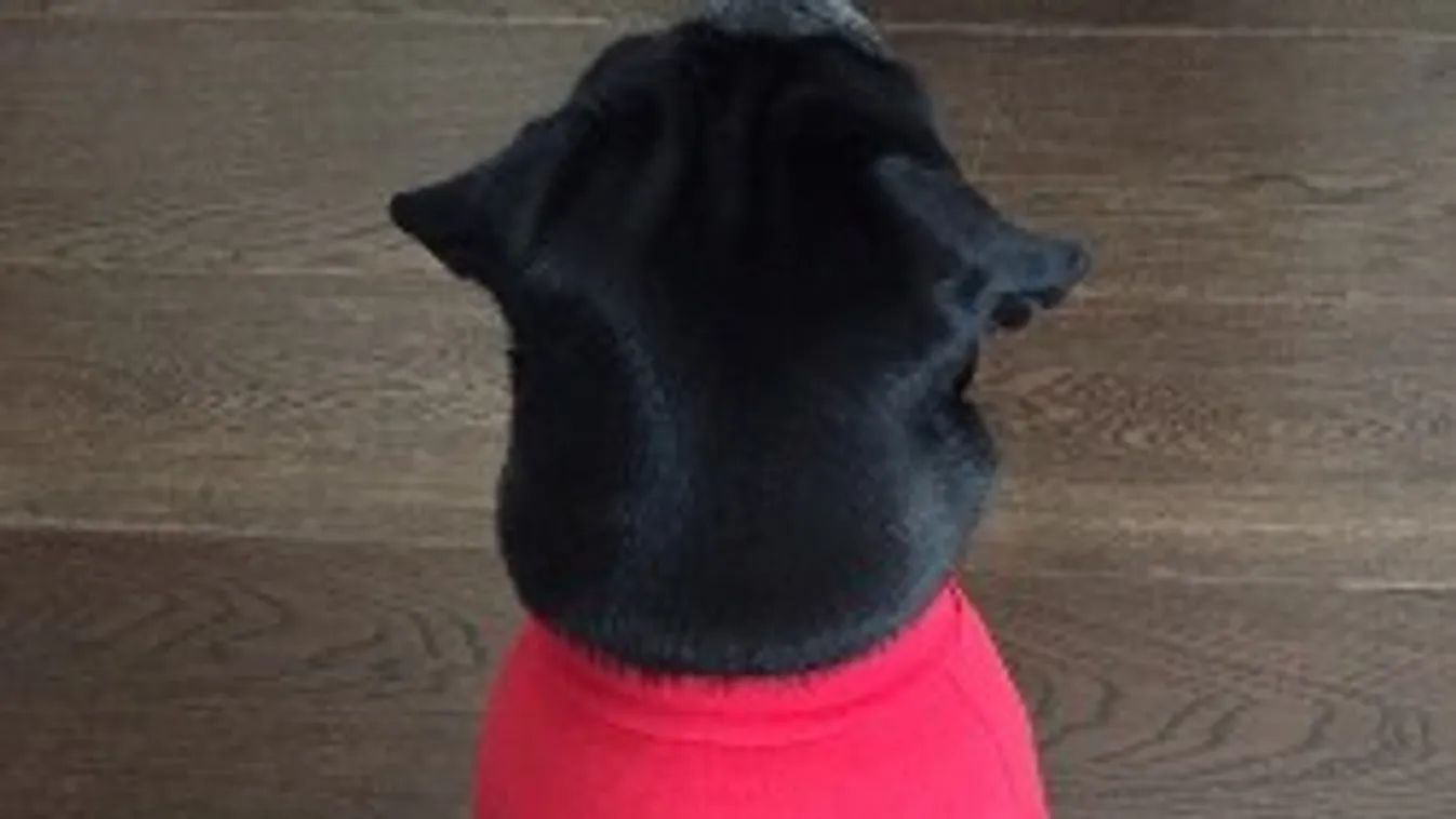 Özil kutyája minden hétvégén Arsenal-meccset néz