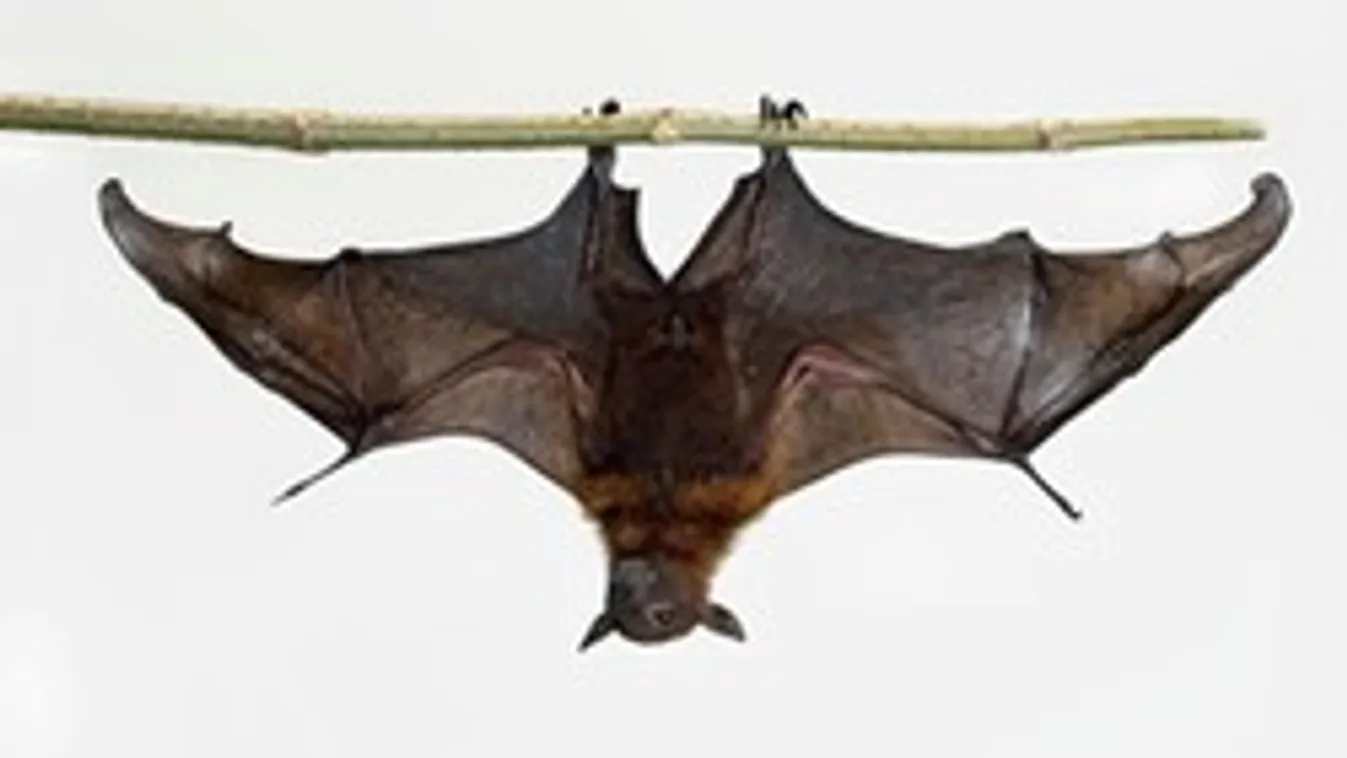 Batman receptre, lógj és gyógyulj!