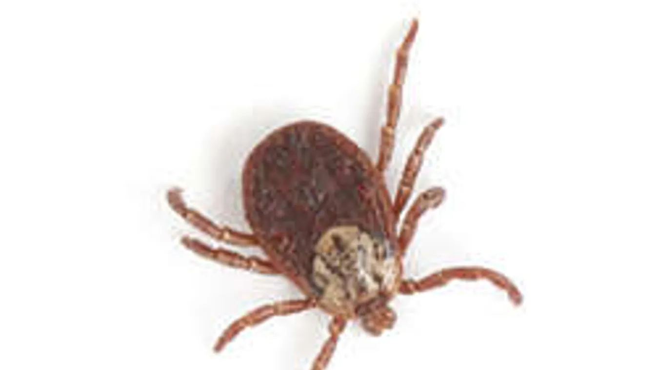 Kullancsveszély! - 7 különböző betegséget okozhatnak a vérszívók!