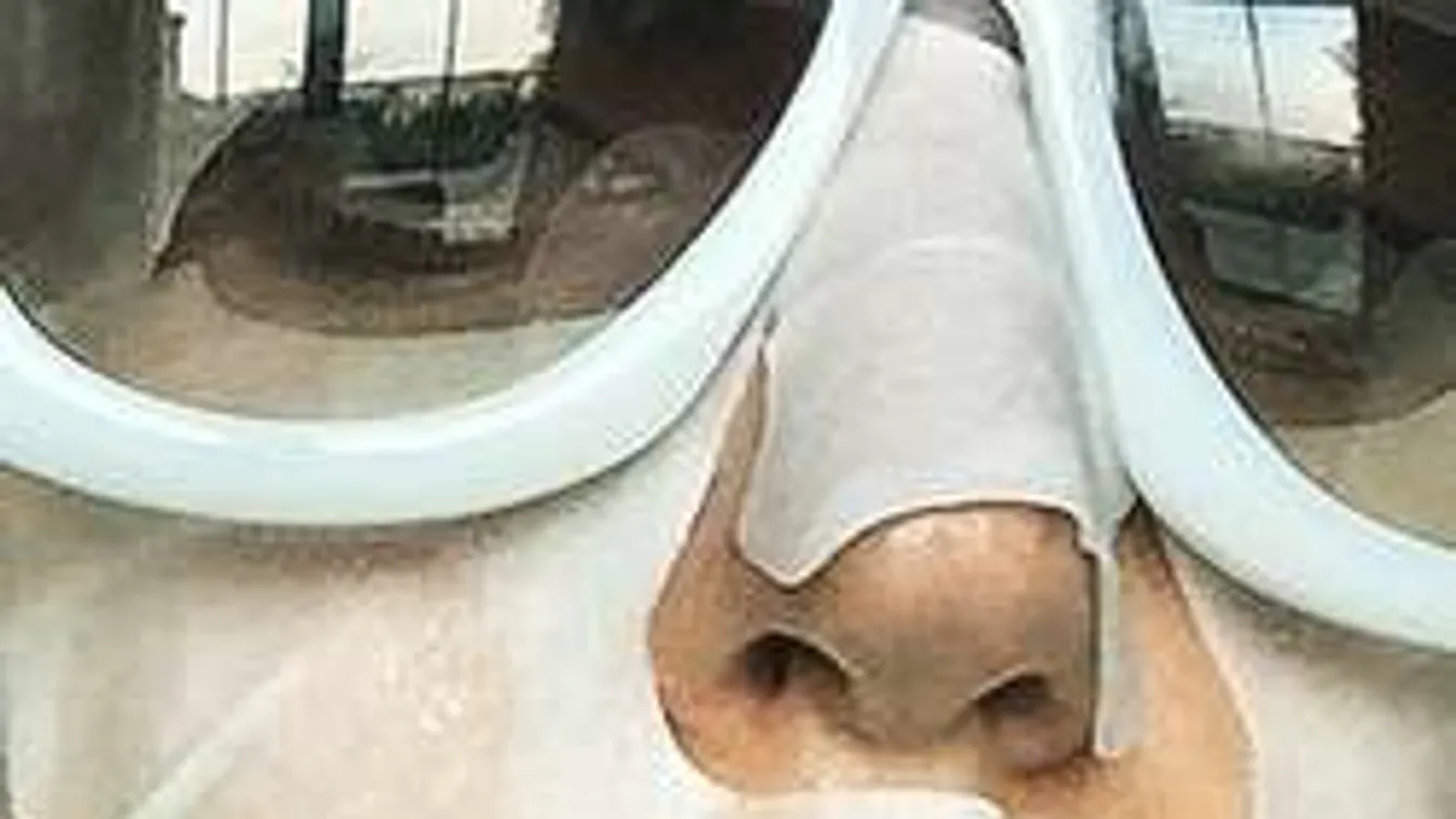 Na, ki van a bizarr képen, és mit csinál?