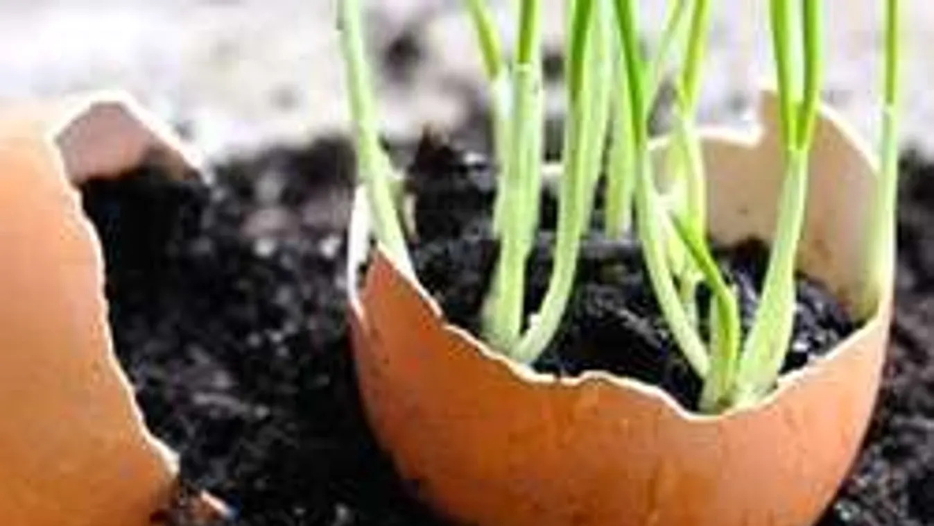 Hétköznapi csoda! Szórd fel a kerted tojáshéjjal!