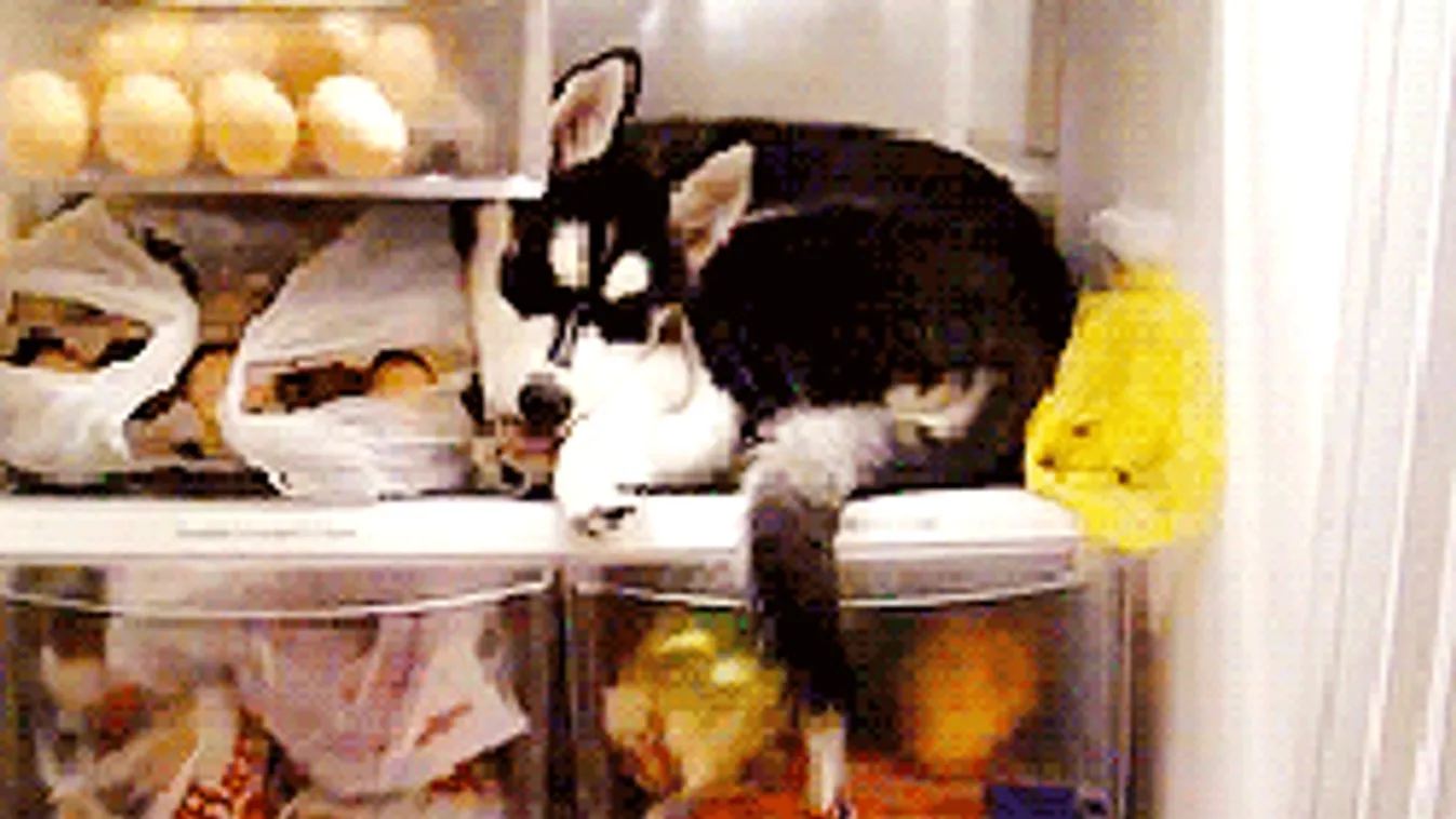 Könyörgünk, ezt az 5 cuccot soha ne tedd a hűtőbe!