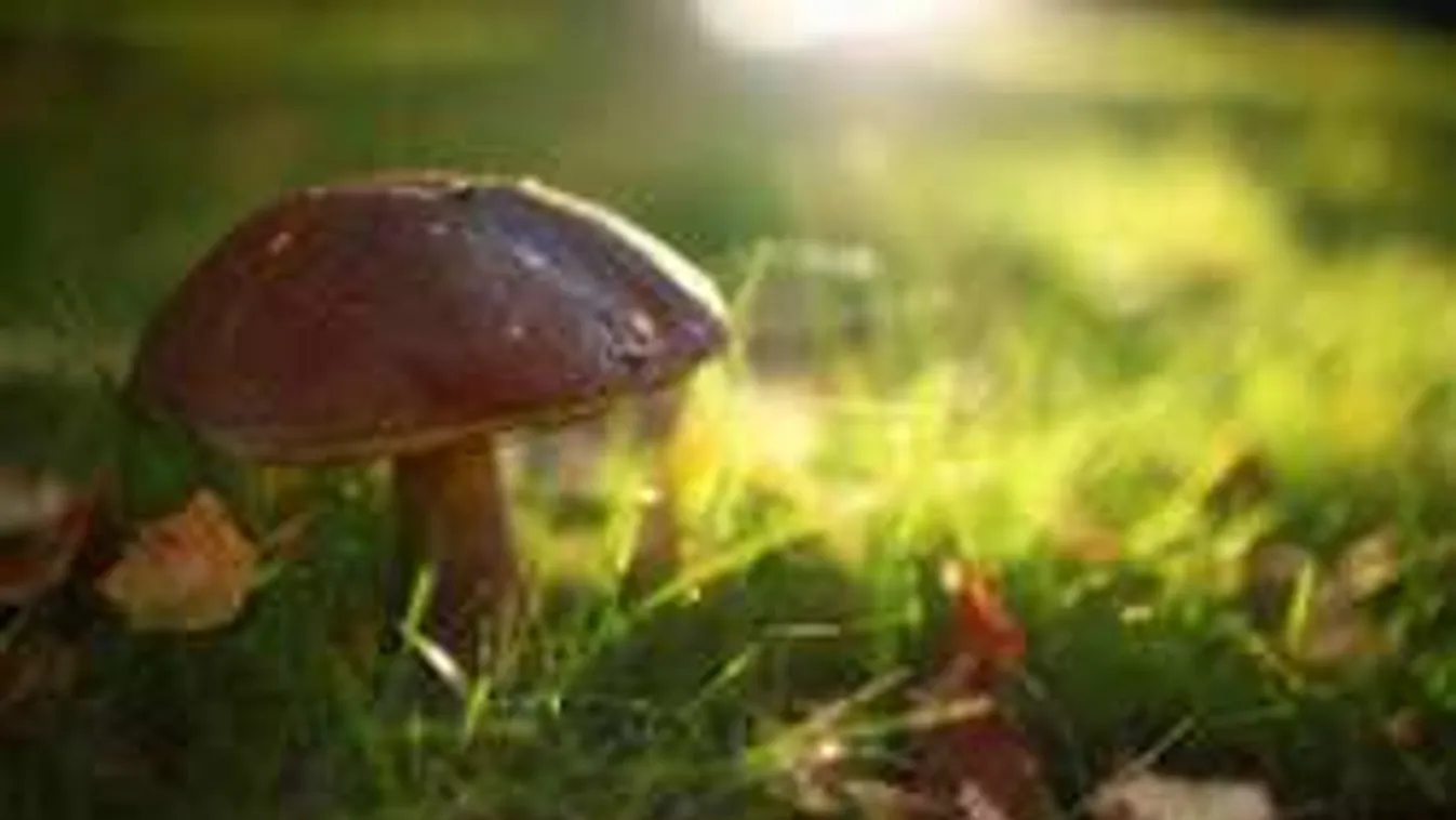 Így gombázz Budapesten!