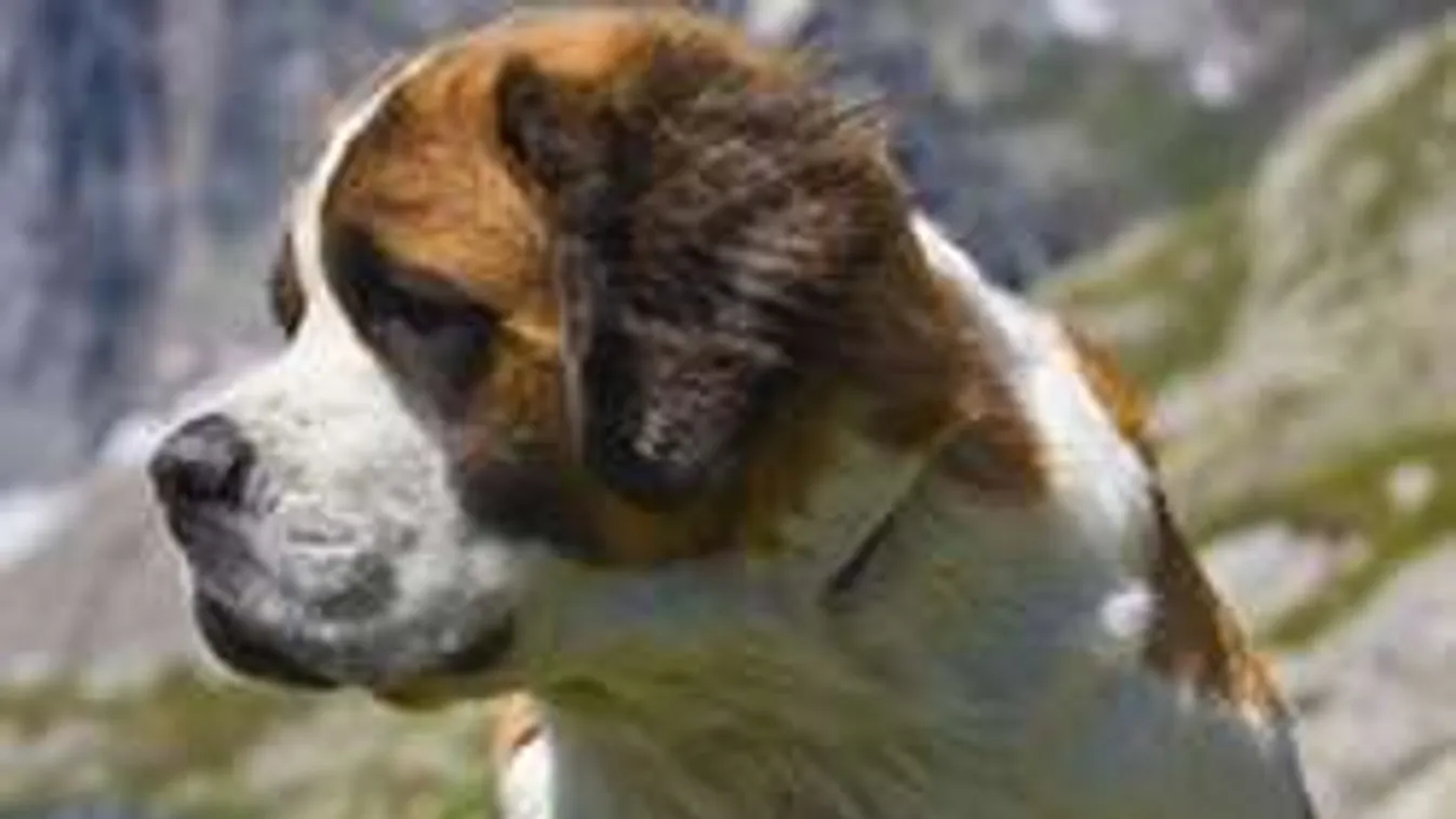 Soha ne hidd magad erősebbnek egy bernáthegyinél! - videó