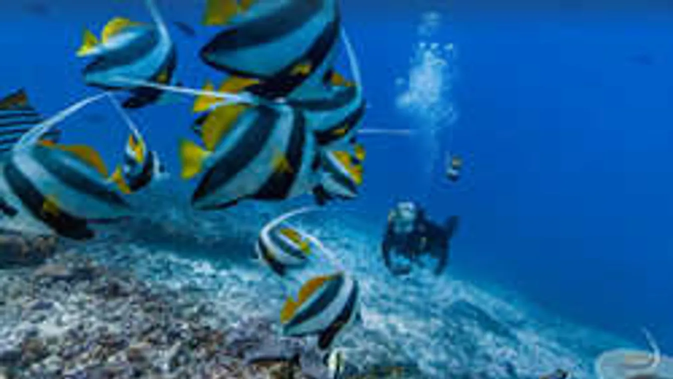 Már a tengerek mélyén is figyel a Google