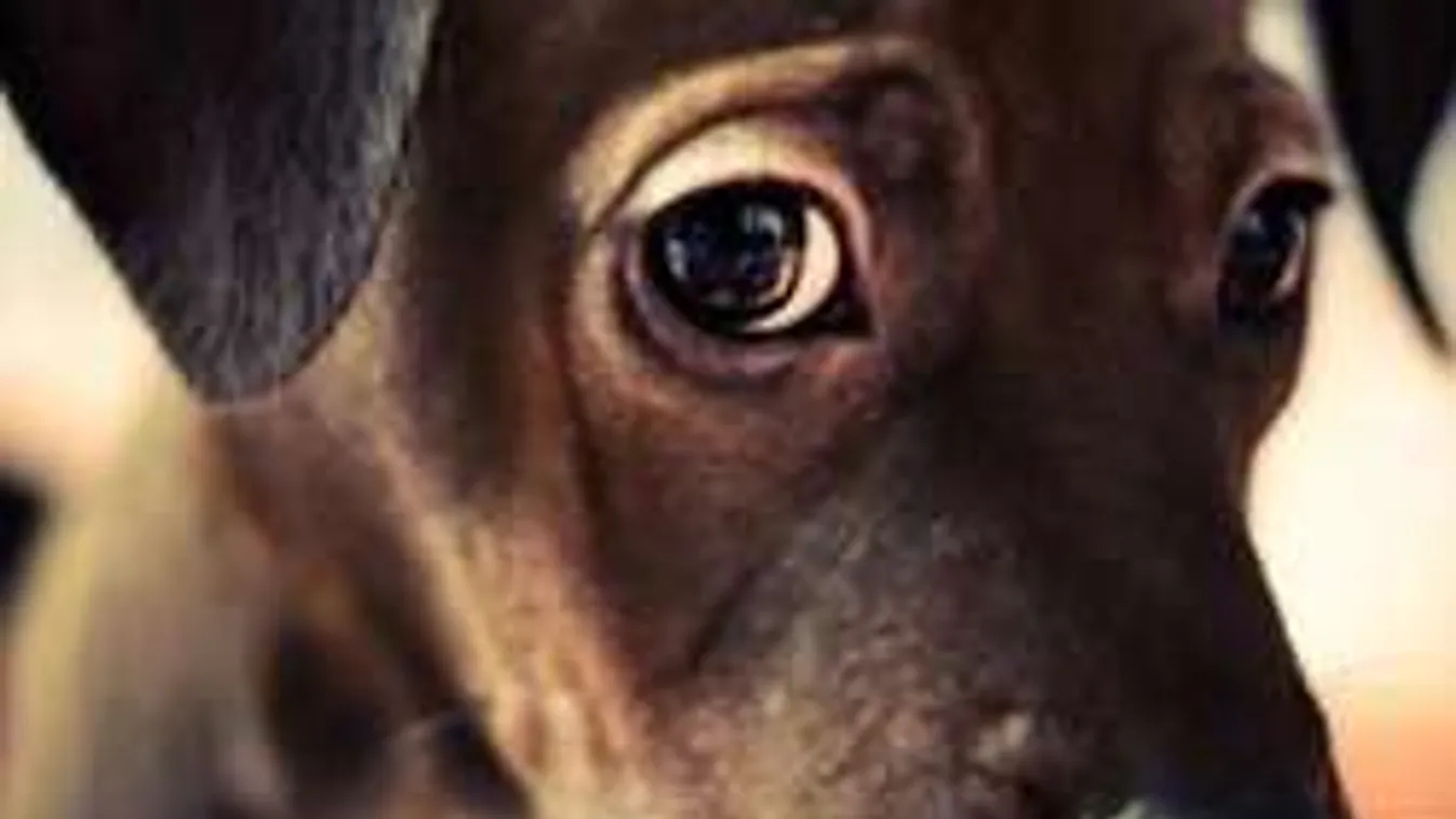 Ezt tedd, ha eltűnik a kutyád!