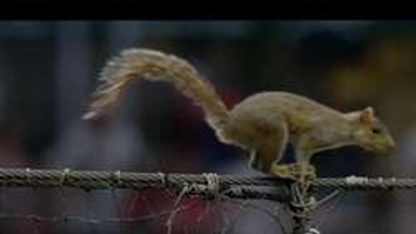 Õrült mókus halálugrása szakította félbe a meccset - videó