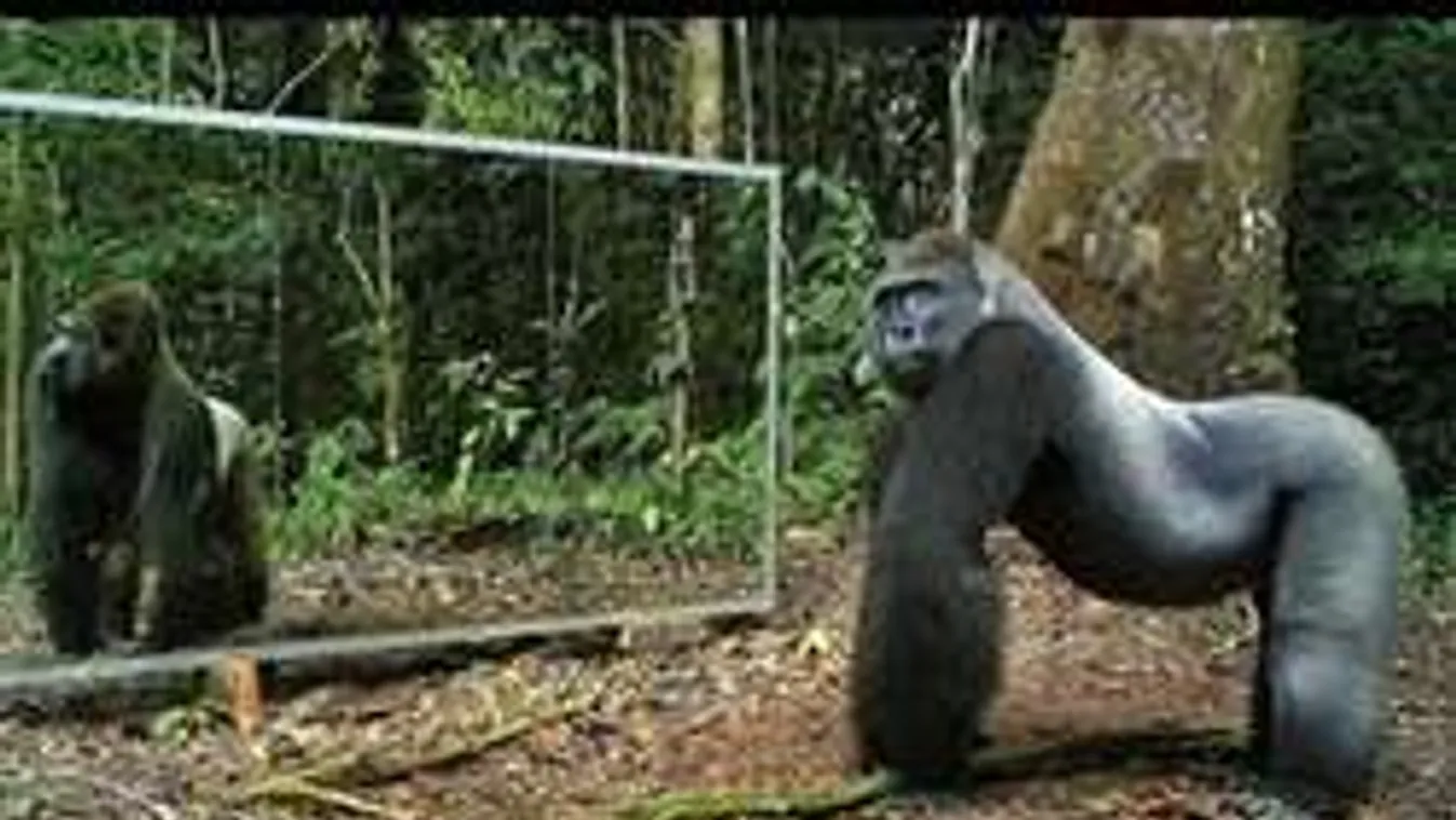 A pillanat, amikor a vadonlakó meglátja magát a tükörben