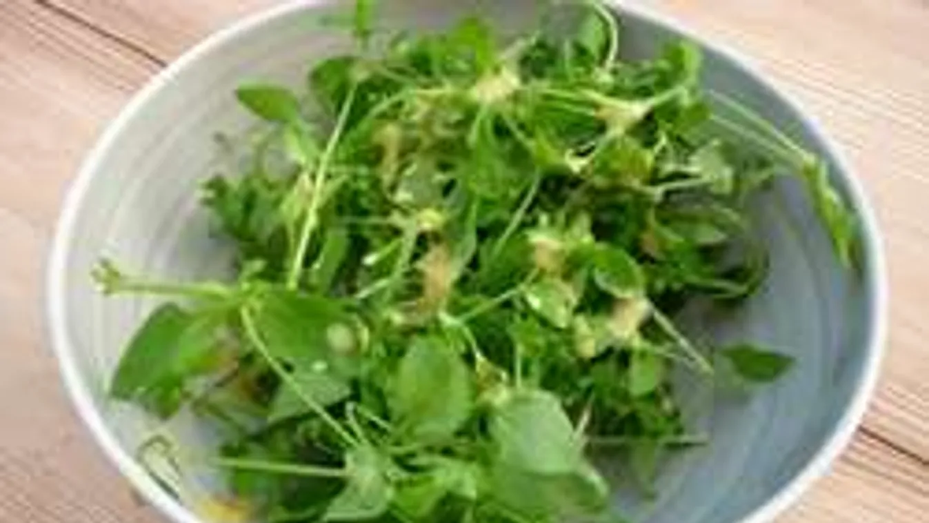 Egyél gyomot mindennap!