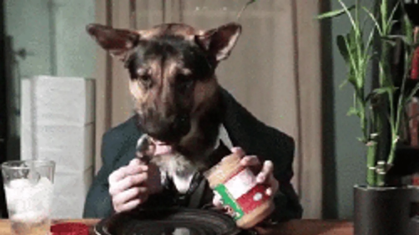 A legtutibb kutyabarát helyek