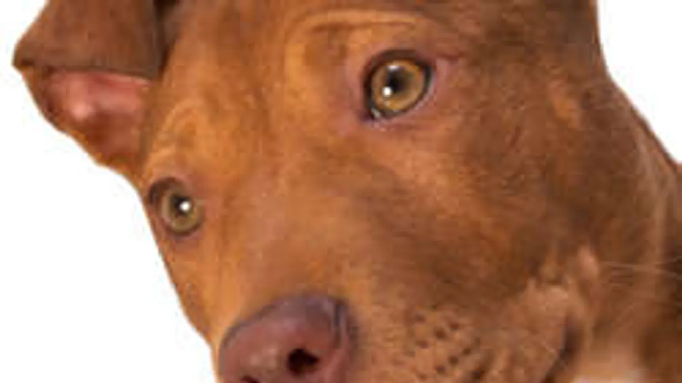 Íme a bizonyíték, hogy a pitbullok angyalok