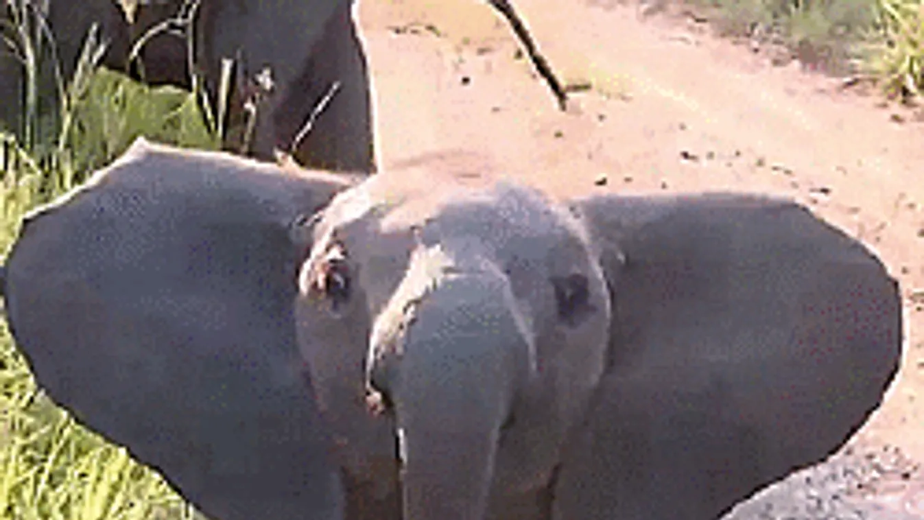 A nap legmeghatóbb videója: bajba jutott társukon együtt segítenek az elefántok!