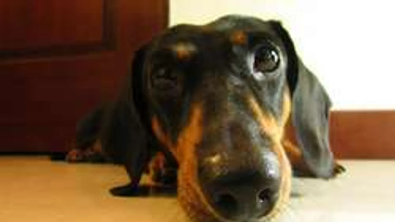 Könnyfakasztó: a kutyamennyországba írt levelet, a postás válaszolt