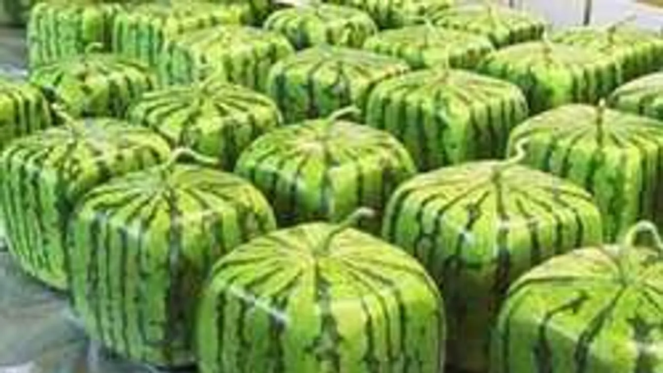 Vagyonokat költenek a kocka alakú dinnyére a japánok