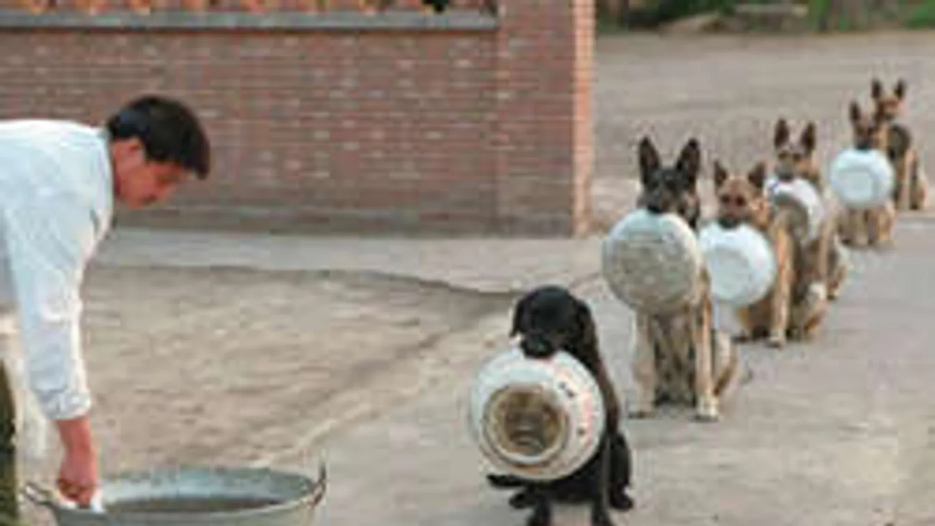 A nap legviccesebb fotója: ételért állnak sorba a kínai kutyák