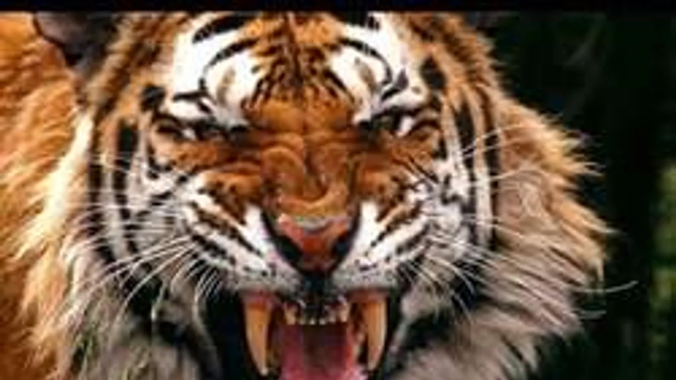 Elszabadult tigris tépett szét egy embert