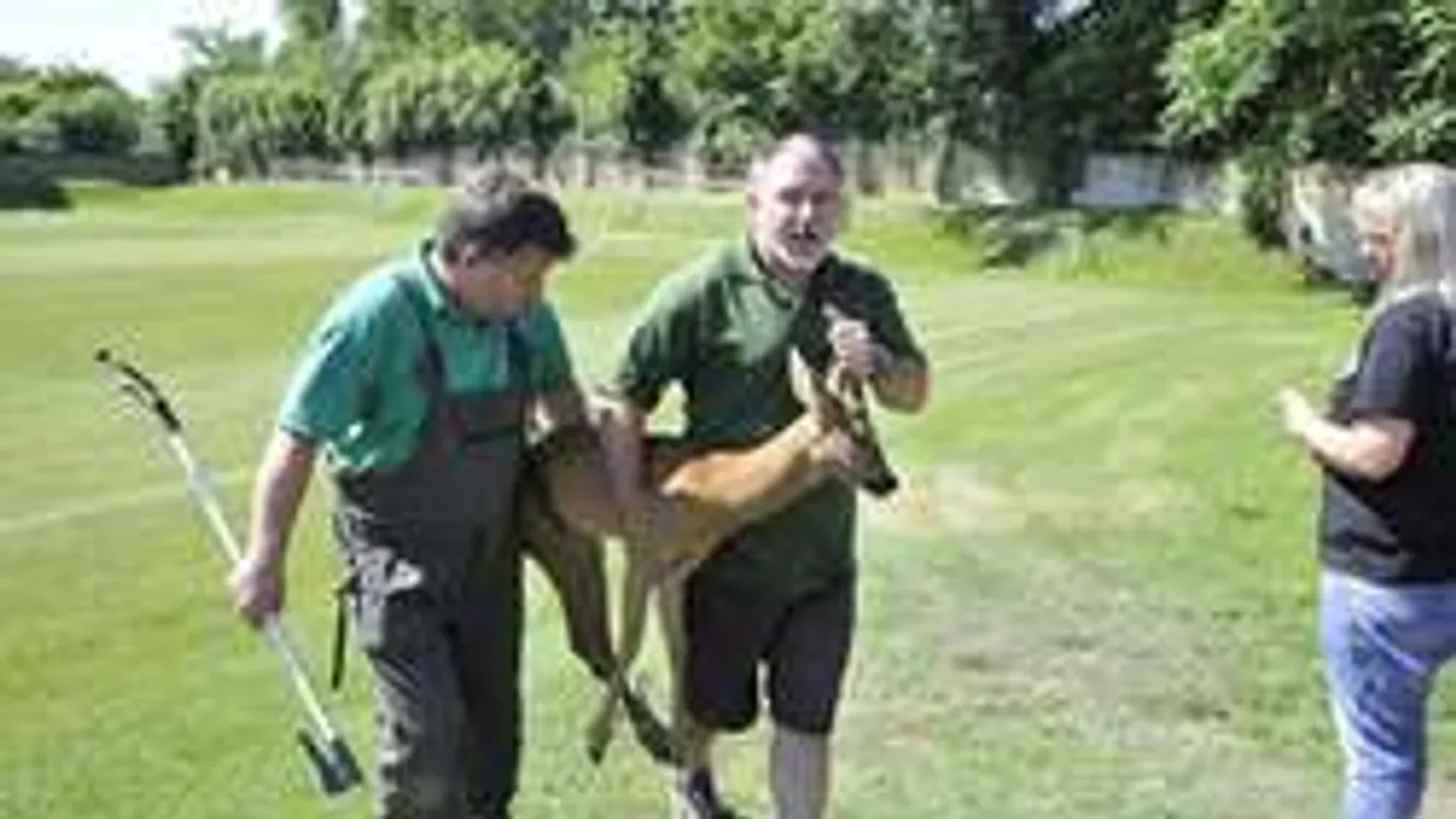 Õz tévedt a Bozsik-stadionba, belelőttek!