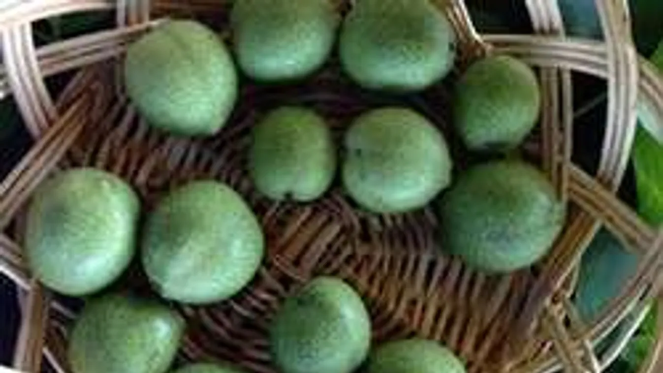 Zöld dióból csodacsemege