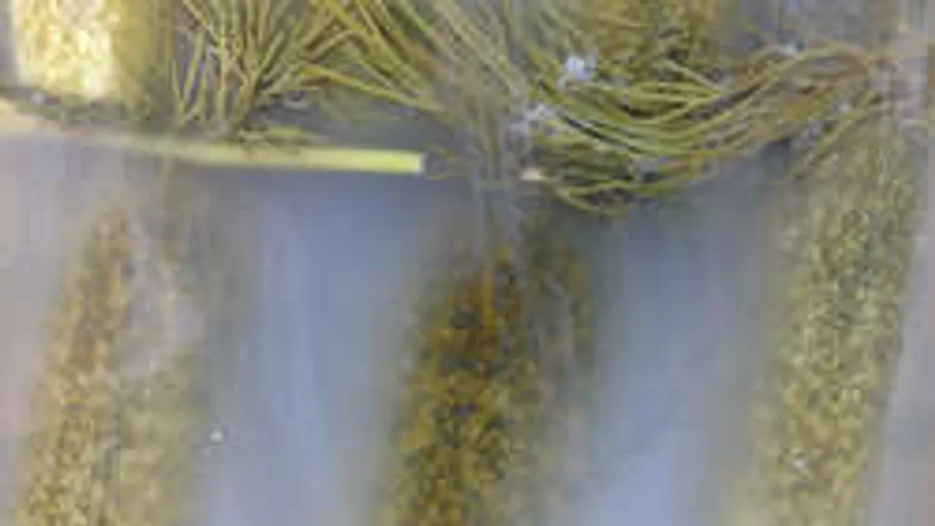 A tökéletes koviubi 7 szabálya