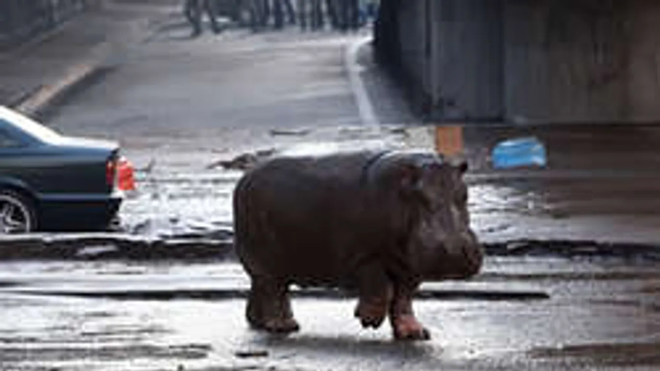 Ilyet még nem láttál! Víziló kószál a városban