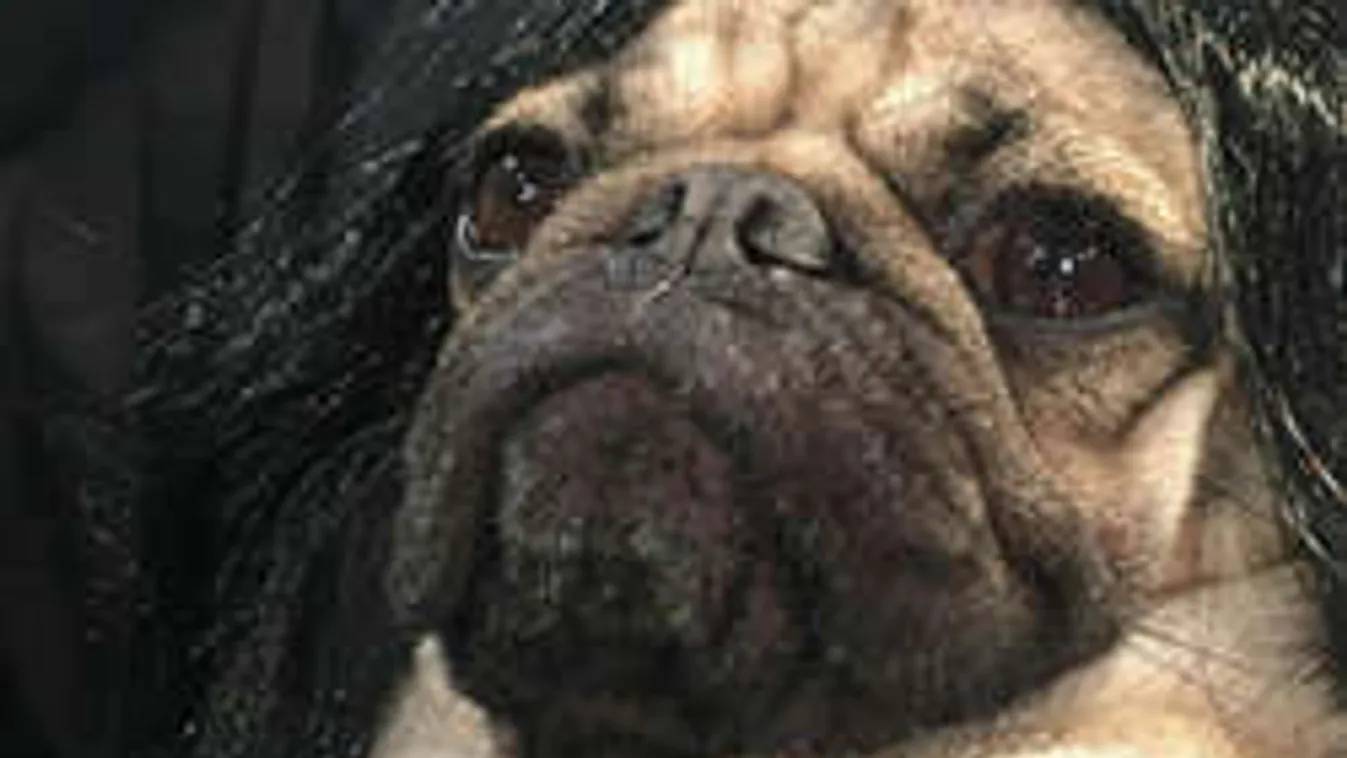 Egy kutya is tud olyan szexi lenni, mint Kim Kardashian