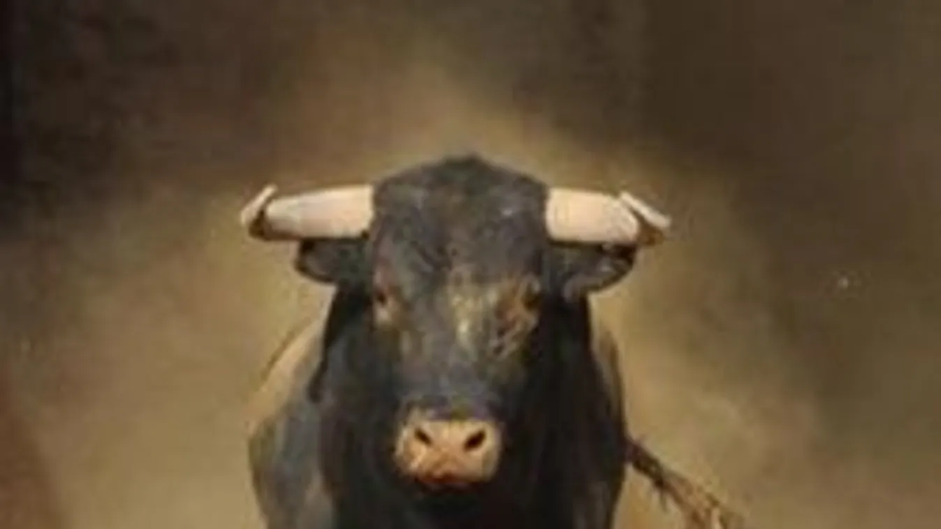 Egy megvadult bika fogta el a betörőt