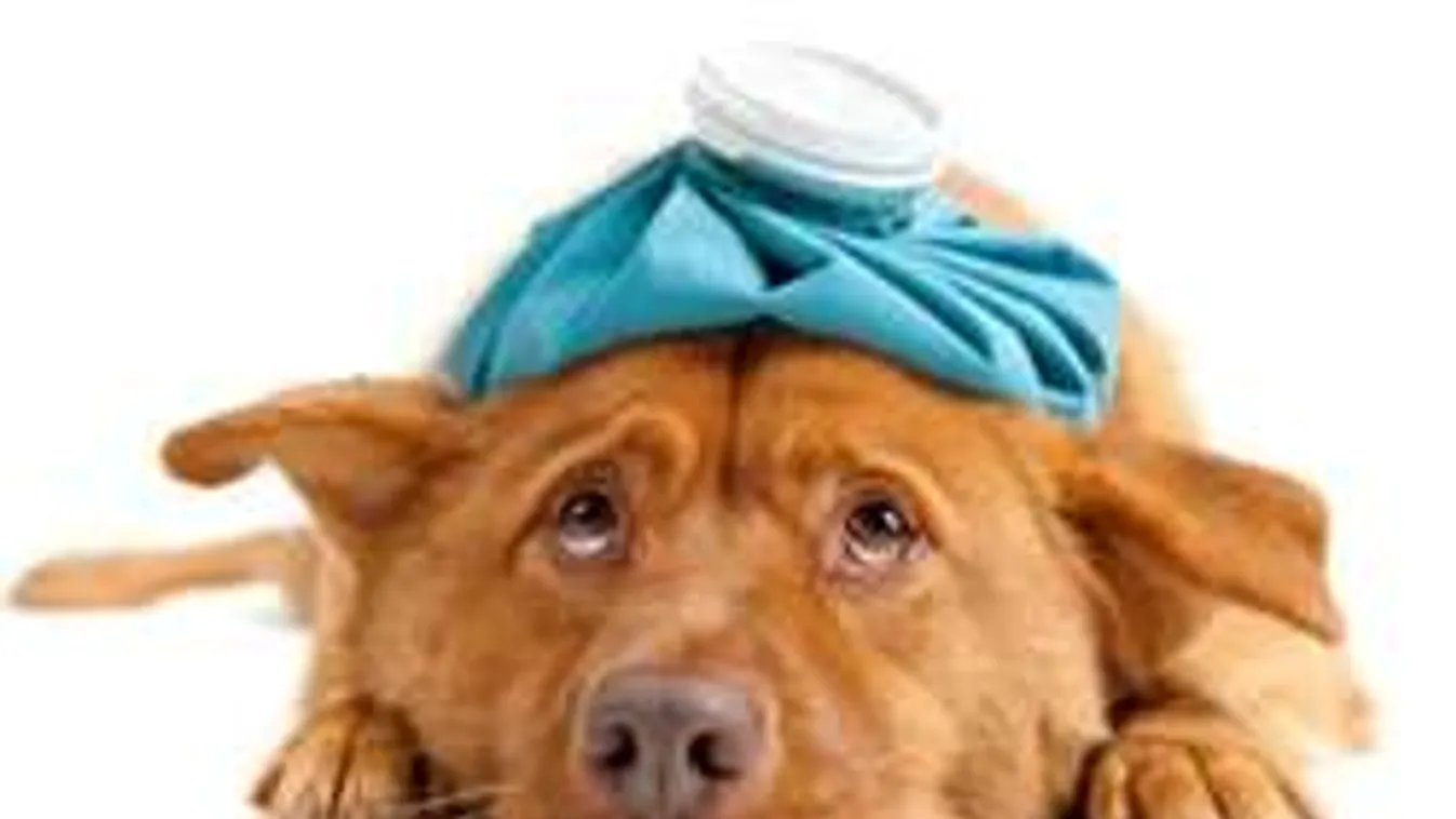 Így óvja meg kutyáját a halálos hőgutától!