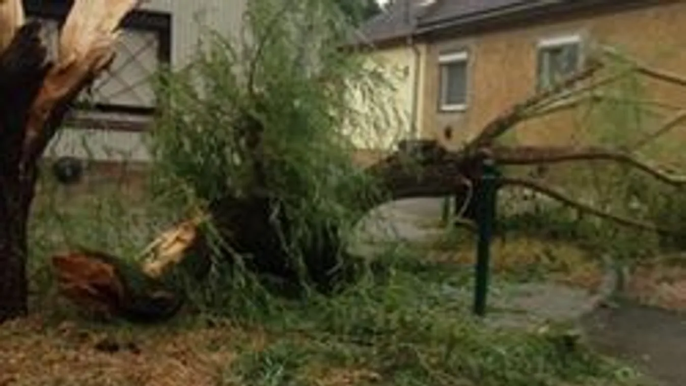 FIGYELEM! A vihar miatt veszélyesek lehetnek a budapesti fák