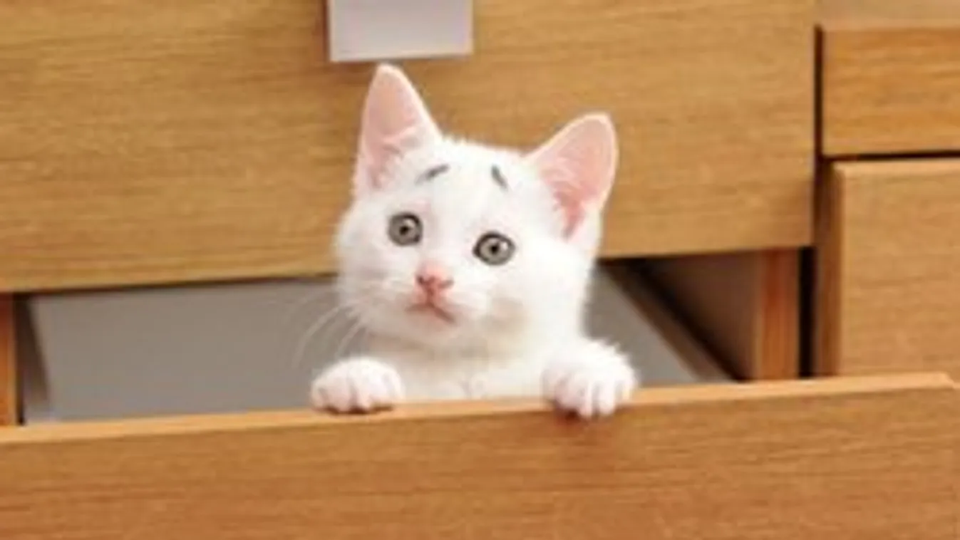 Ennyire cuki kiscicát még nem láttál