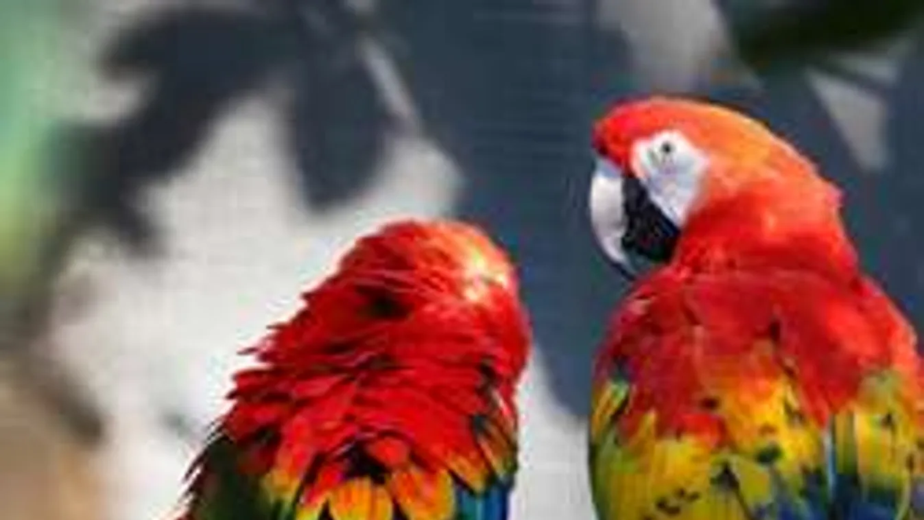 Láttál már focizó papagájokat? Megdöbbentő a tehetségük! - videó