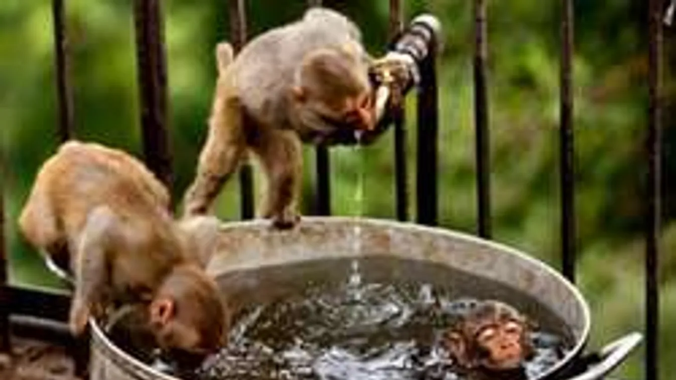 Tudtad, hogy van hőség-éned? Hogy melyik, most megtudod!