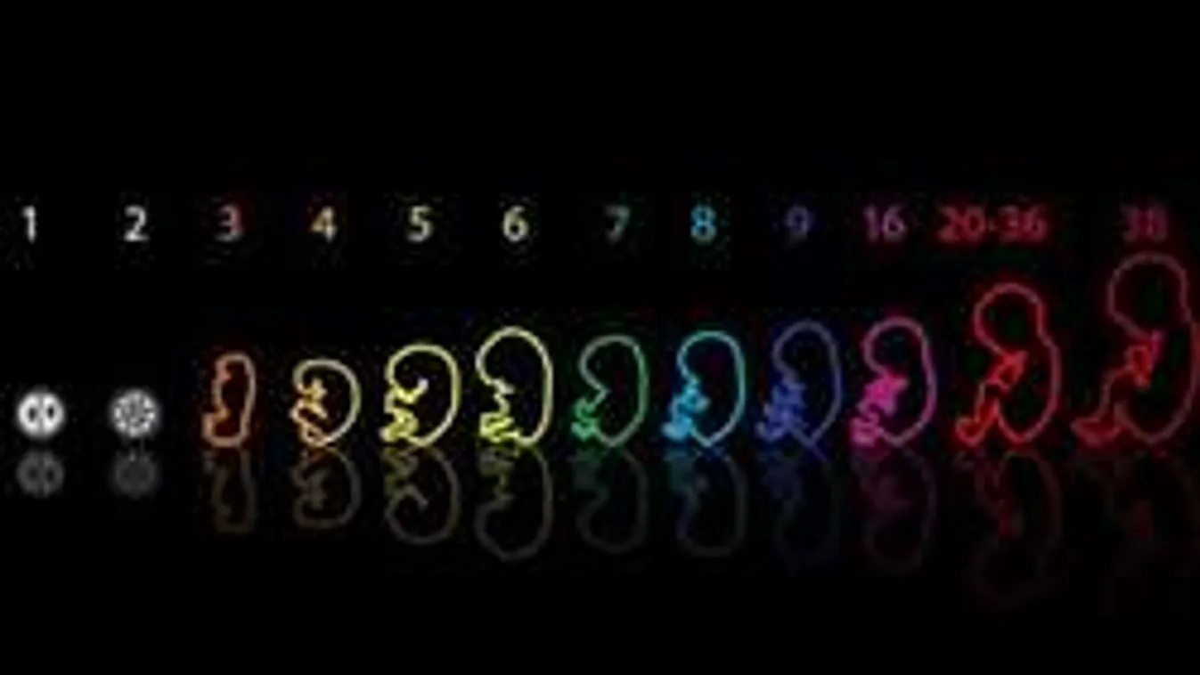 Fantasztikus képek! Így lesz a petesejtből kisbaba