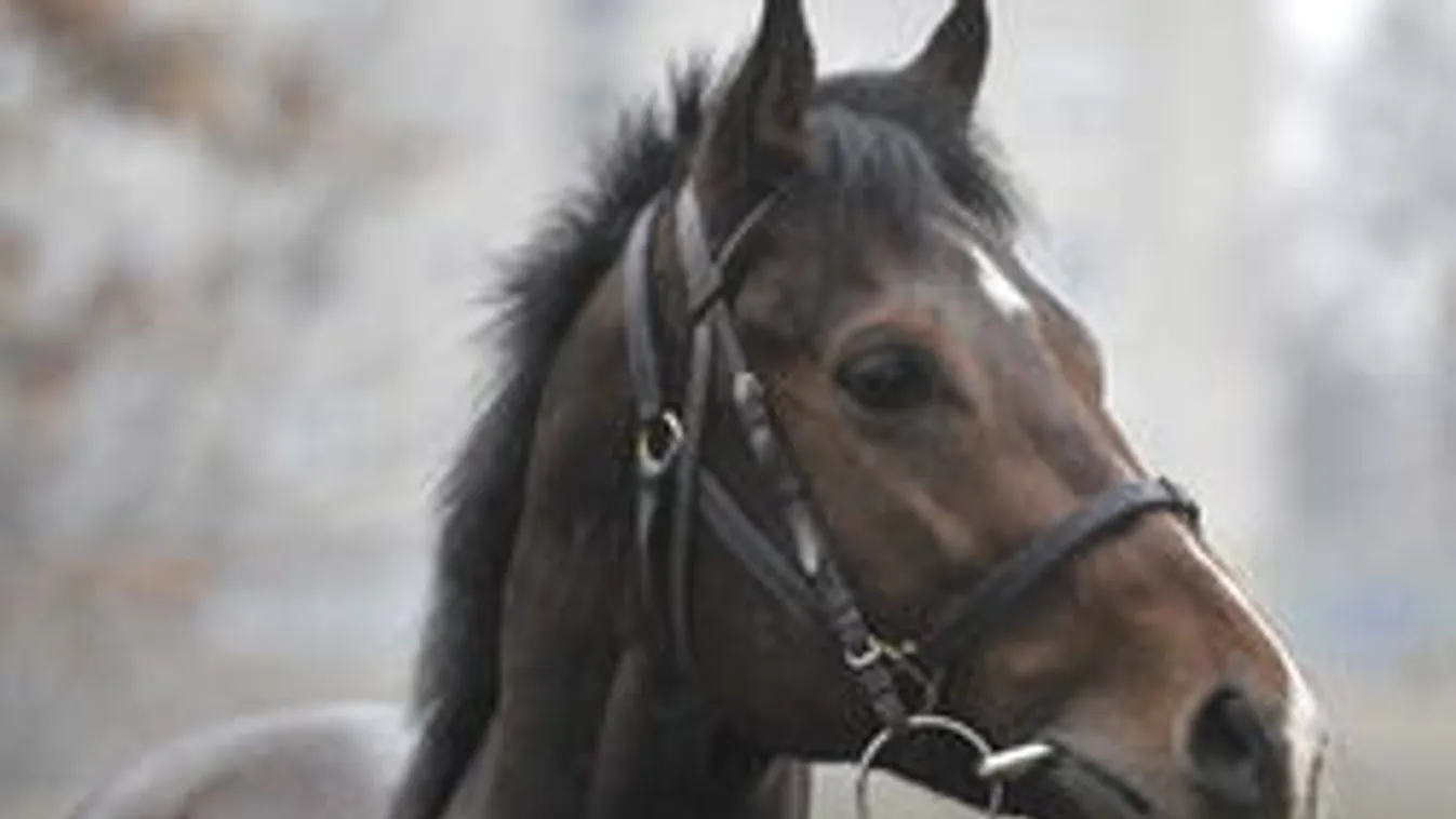 Cserbenhagyták Overdose-t, gazdája miatt büntették!