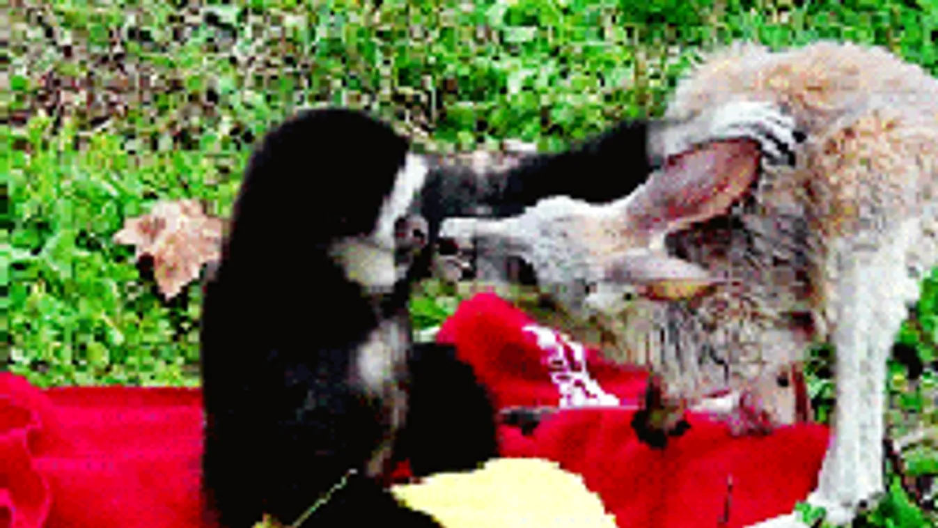 Láttál már csókolózó állatokat? Most fogsz!