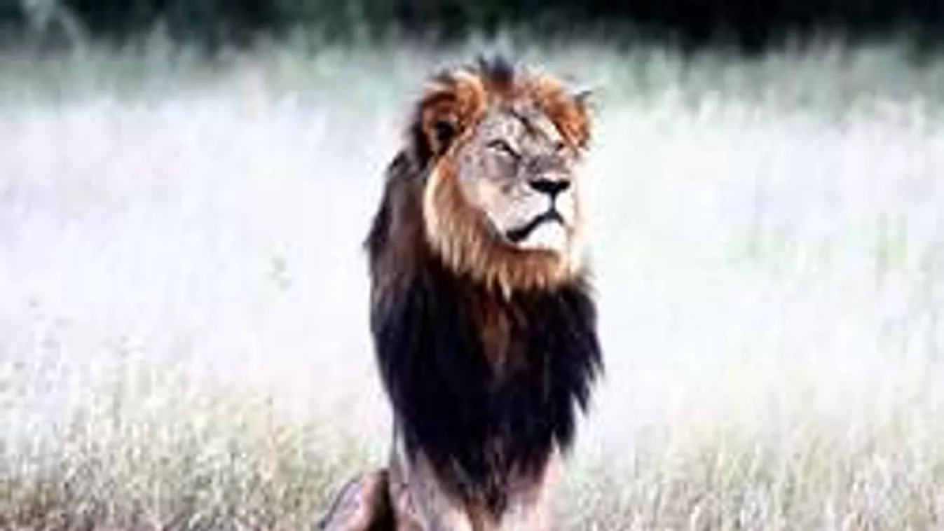 Fogat fogért! Oroszlánokkal tépetik szét az Oroszlánkirály gyilkosát?