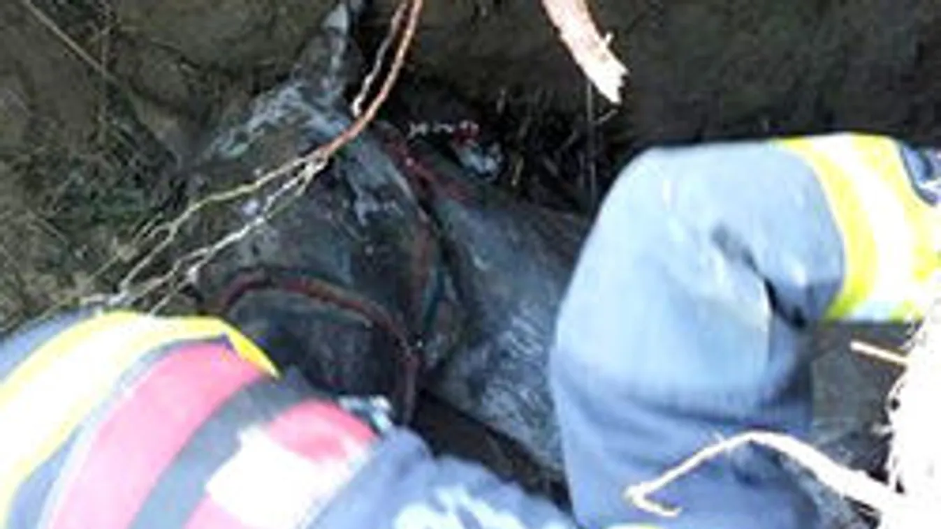 Emeletnyi pincébe zuhant egy ló Bonyhádon. Injekciózták