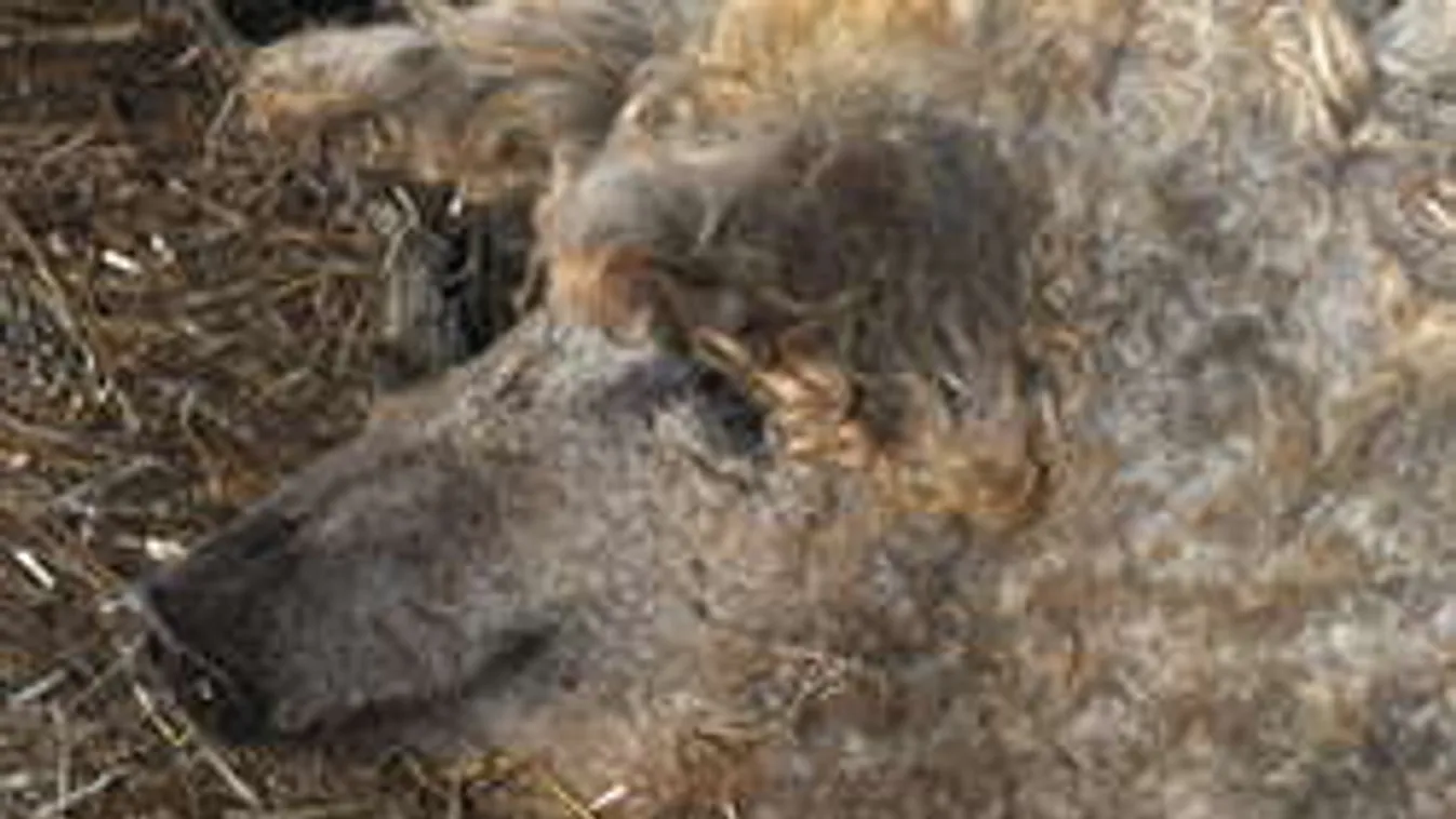 Zsírforradalom! A mangalica bevette Amerikát