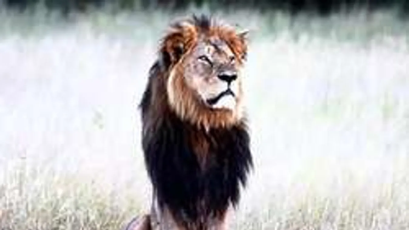 Egy amerikai orvos aljas módon ölte meg az Oroszlánkirályt!