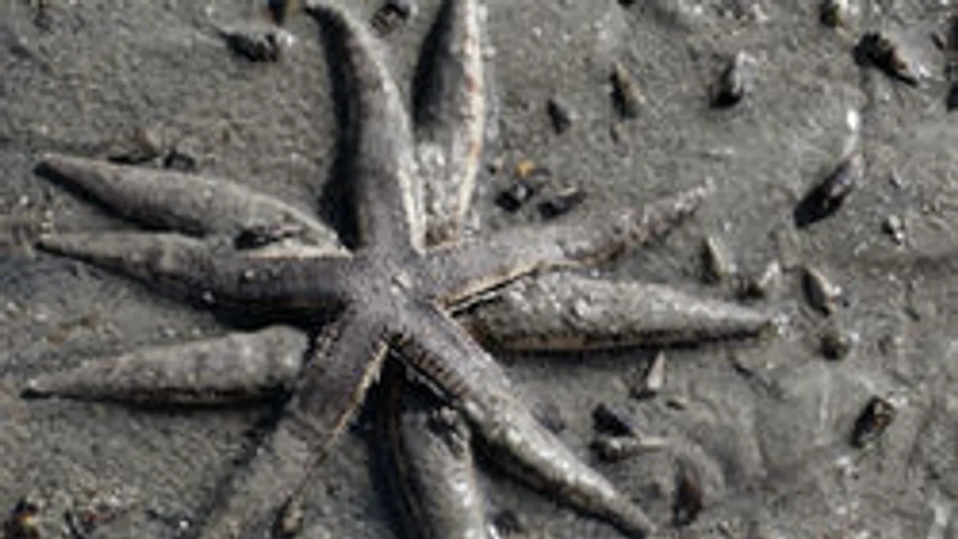 Szexpózok a világ körül: mindenki másként csinálja!